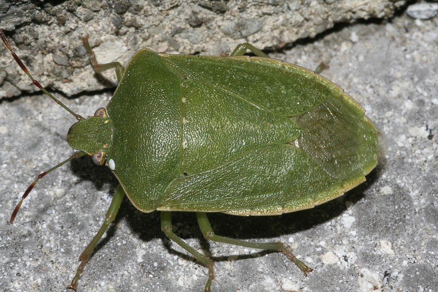 Nezara viridula